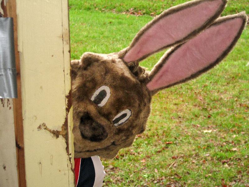 rabbit